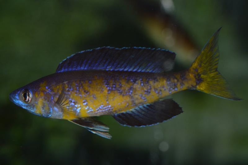 Cyprichromis microlepidotus 'Milima Island'